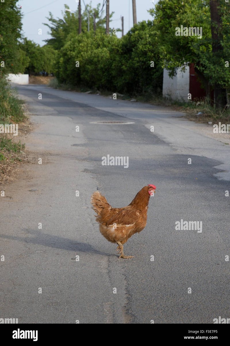 Descoperă chicken road